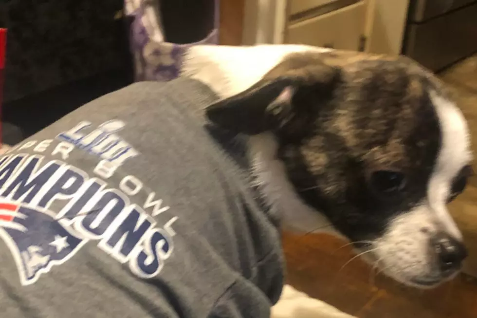 Pets Pride: Chihuahua Mix Is a Huge Tom Brady Fan