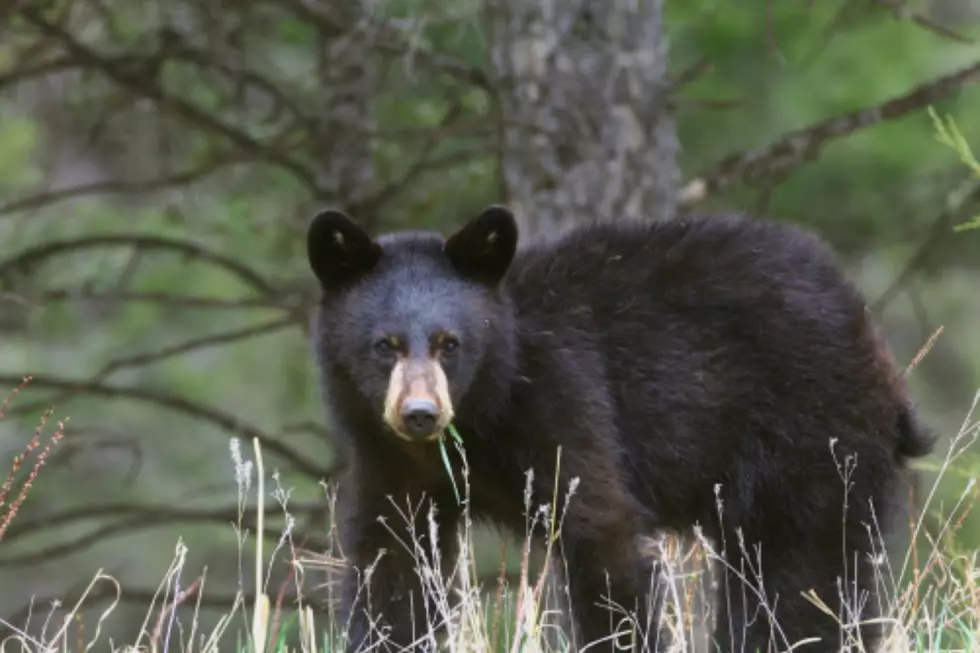 Want to Visit a Black Bear Den for the Ultimate Maine Experience?