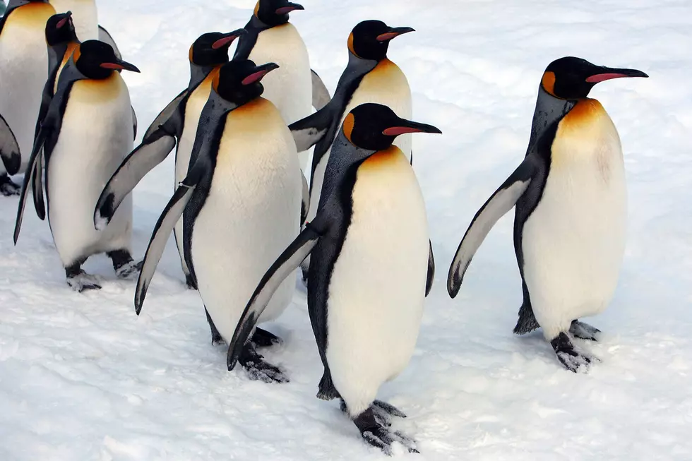 Walk Like a Penguin To Be Safer On Snow and Ice [VIDEO]