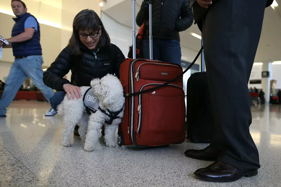 Therapy Dogs Bring Good Vibes To Portland Jetport Travelers