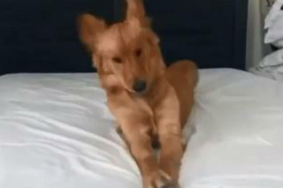 This Westbrook Dogo Is An Internet Star, Watch Her Get Down [VIDE