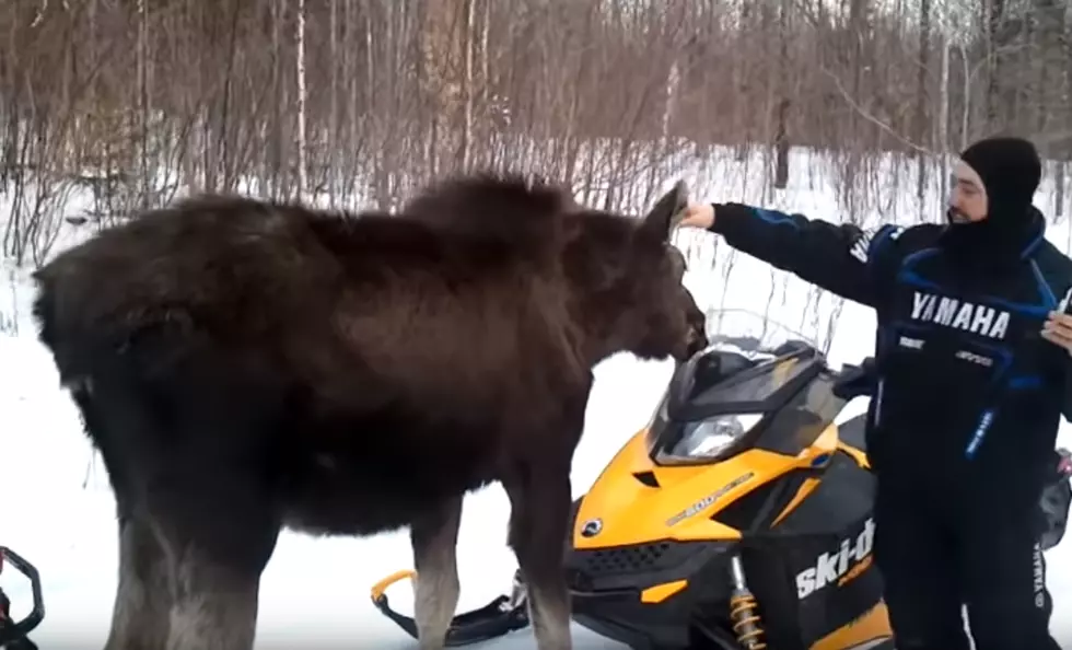 Maine Snowmobilers Get Once In A Lifetime Visit From Young Moose