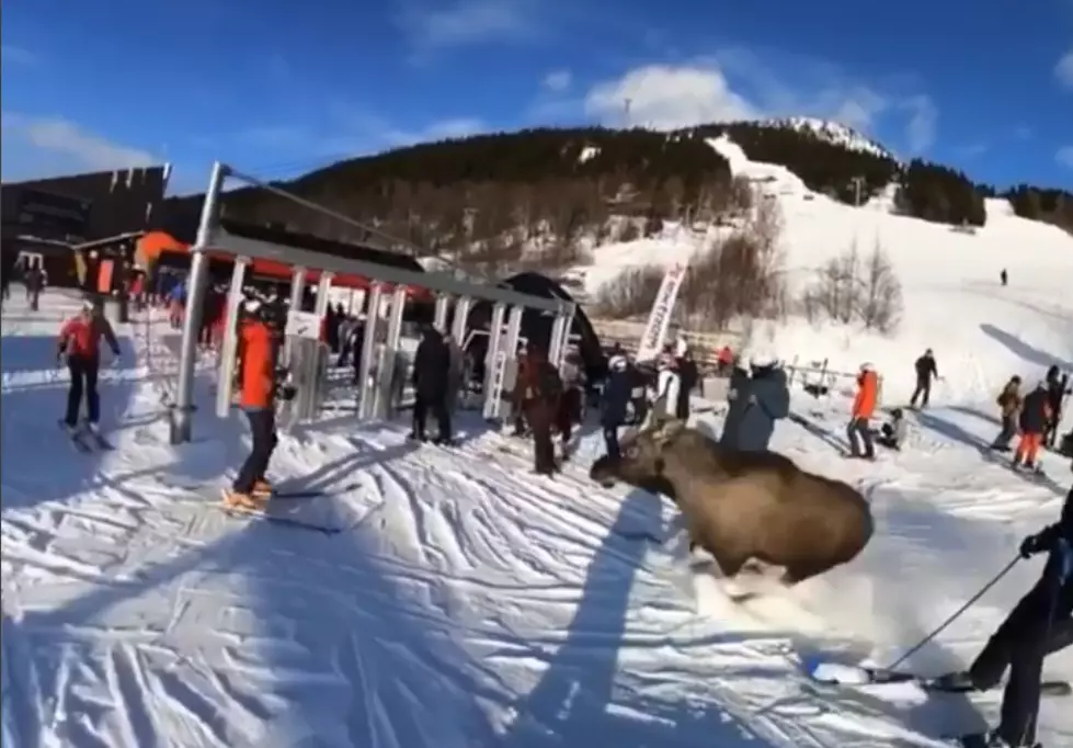 Moose On The Loose Almost Runs These Skiiers Over
