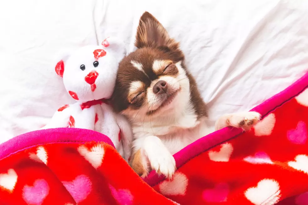 Surprise Your "Maine" Squeeze With A Puppy Gram For Valentine's D
