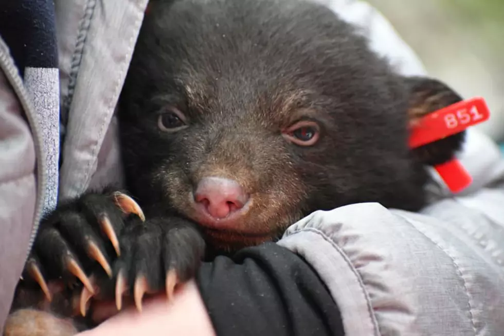 Maine Black Bear Babies Get Snuggles During Annual Survey