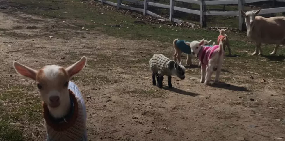 Watch: Awful Cunnin’ Newborn Goats From Maine In Sweaters