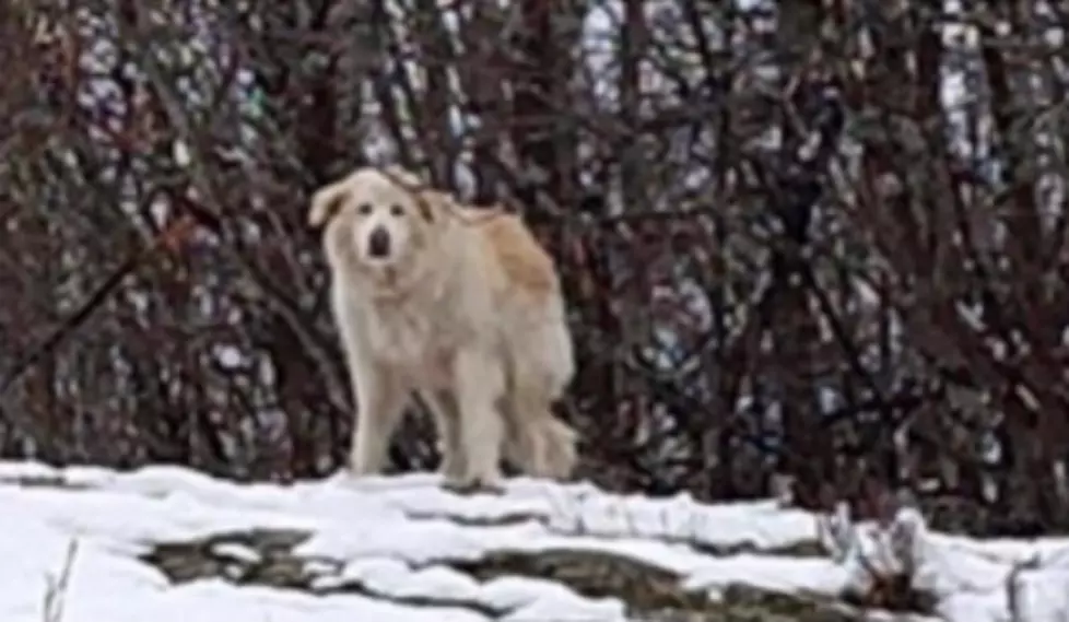 Maine Dog Found Five Months Later, 60 Miles Away From Home