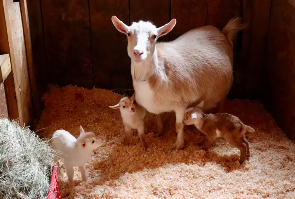 Adorable Newborn Goats From Maine Will Make You Feel Better