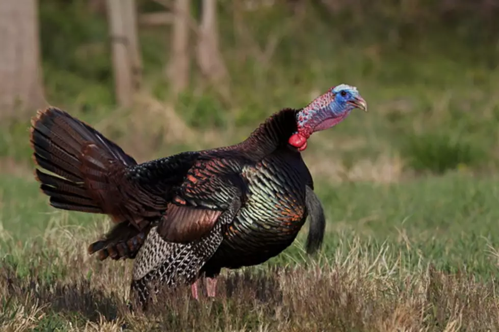 Maine Turkey Hunting Season To Open Early