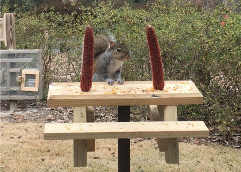 My C-19 Impulse Buy Of The Week, A Squirrel Picnic Table