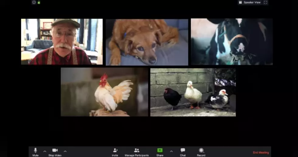 WATCH: Wicked Funny Yankee’s Web Meeting With Farm Animals
