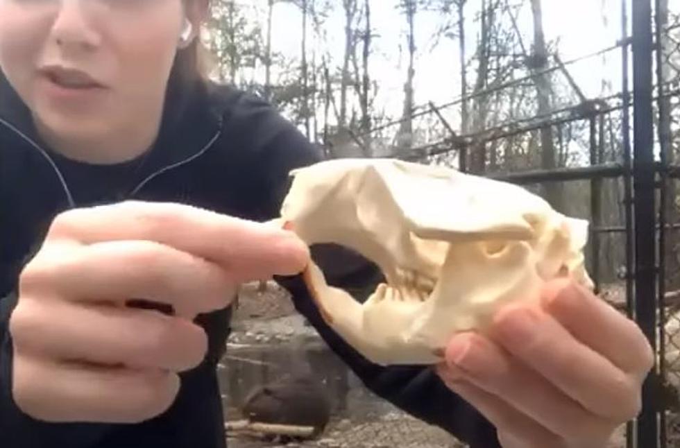 Maine Wildlife Park Has Cool Virtual Field Trips That You’ll Binge Watch [VIDEO]
