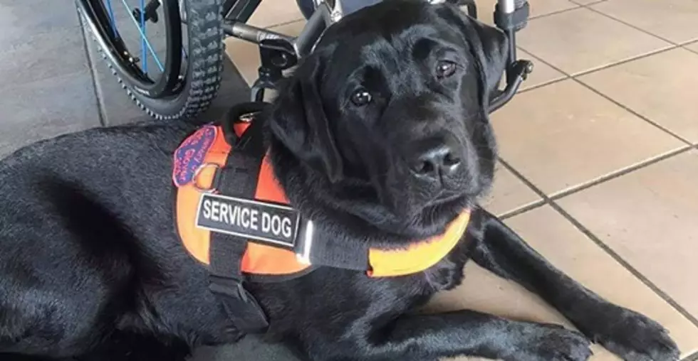 Maine Service Dog "Dolly Pawton" Is Up For An Award, Vote For Her