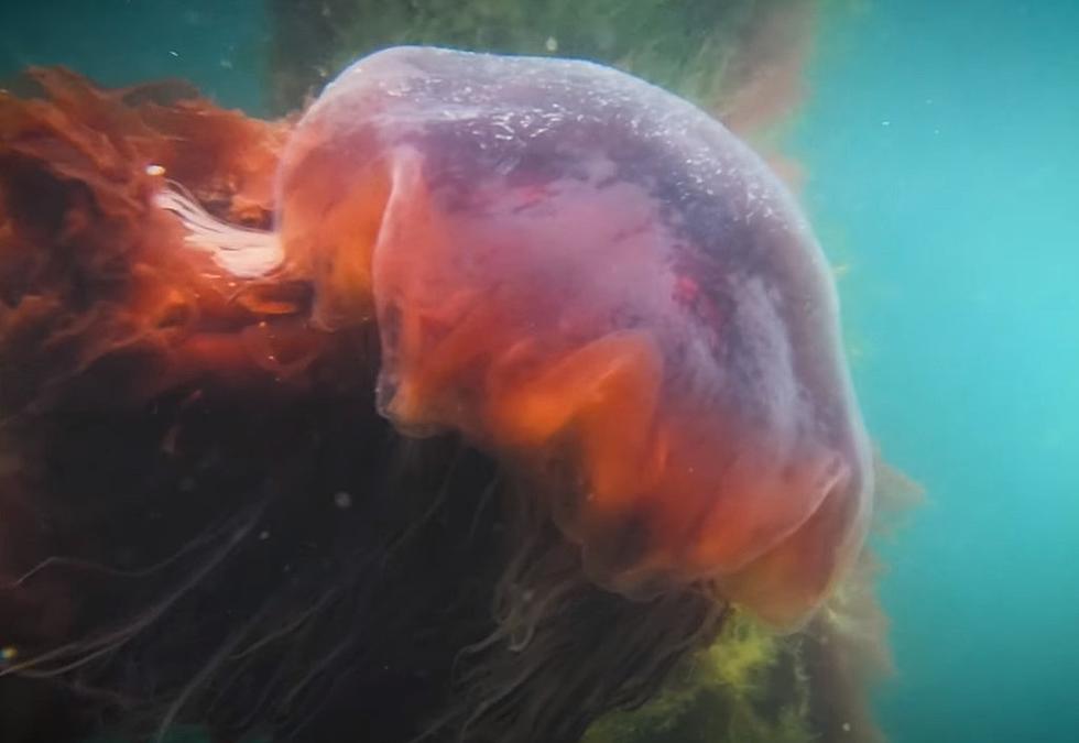 WATCH: Jellyfish Swimming Underwater In Maine, A Hypnotic Dance