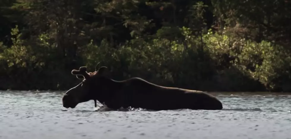 Peaceful Maine Moose Moments On CBS Sunday Morning