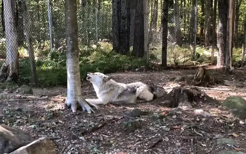 You Gotta See A Maine Wolf Lead The Pack With A Bewitching Song