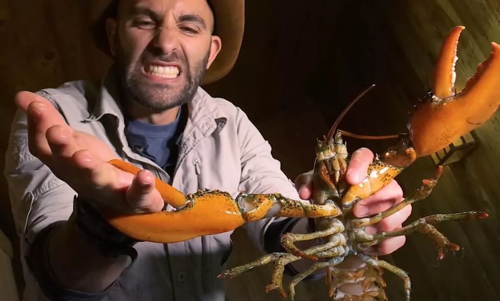 Wildlife Expert Visits Maine to Be Pinched by Lobster on Purpose