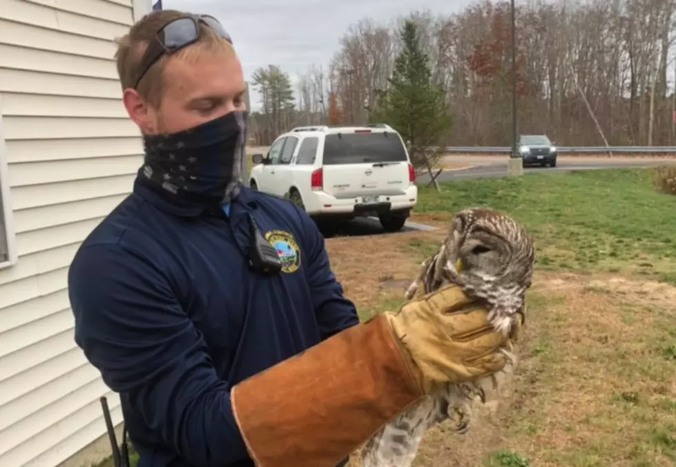 York Police Aid An Owl That Was Likely Hit By A Car