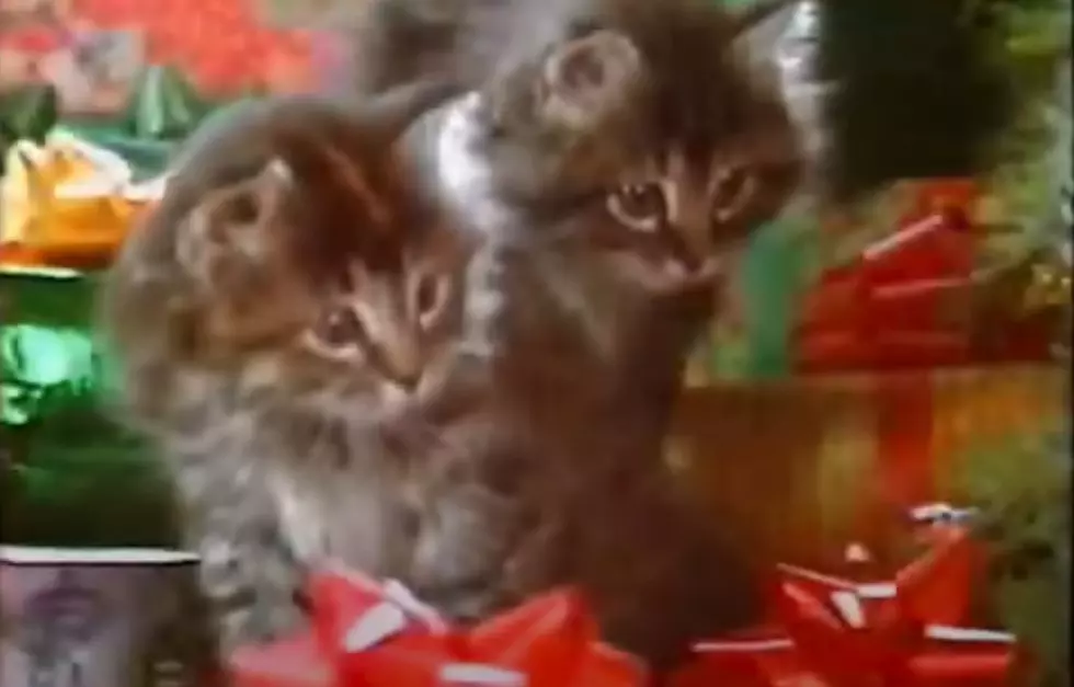 A Classic Maine Christmas Commercial With Kitties Takes Us Back
