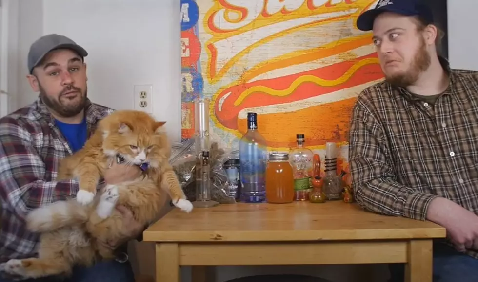 Wicked Funny: Troy and Mark Teach Us About Maine Coon Cats