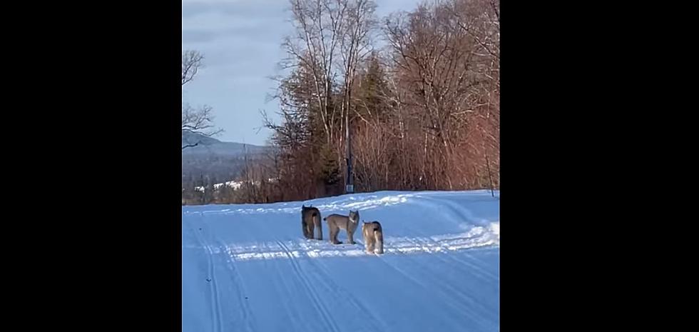 Look At These Beauties A Maine Snowmobiler Saw Out On The Trail