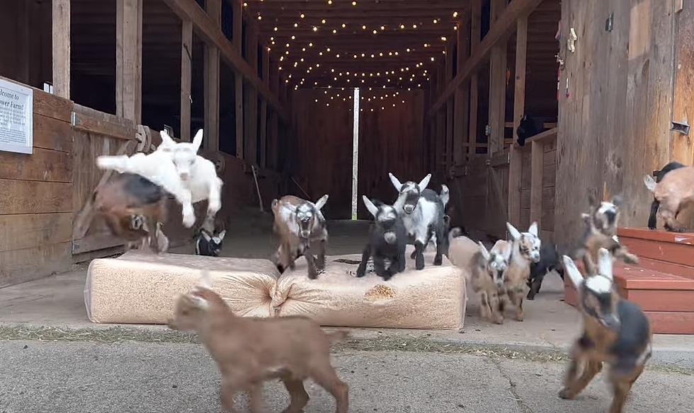 Maine Baby Goat Palooza Video Will Give You A Case Of The Awws