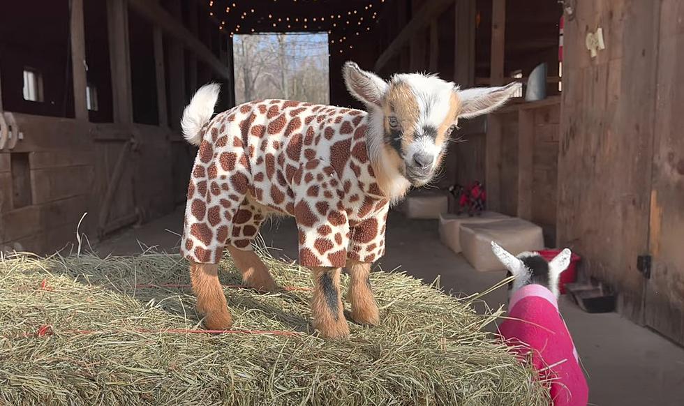 A Brand New Maine Baby Goats In Pajamas Video Is What We Need