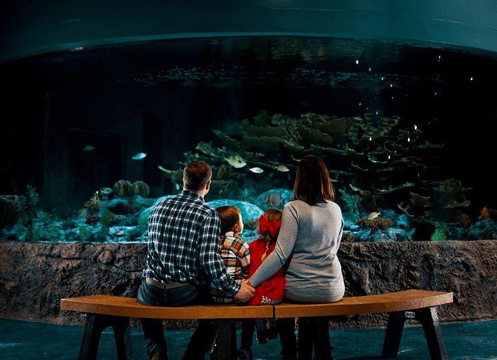 Living Shores Aquarium in New Hampshire Reopens This May