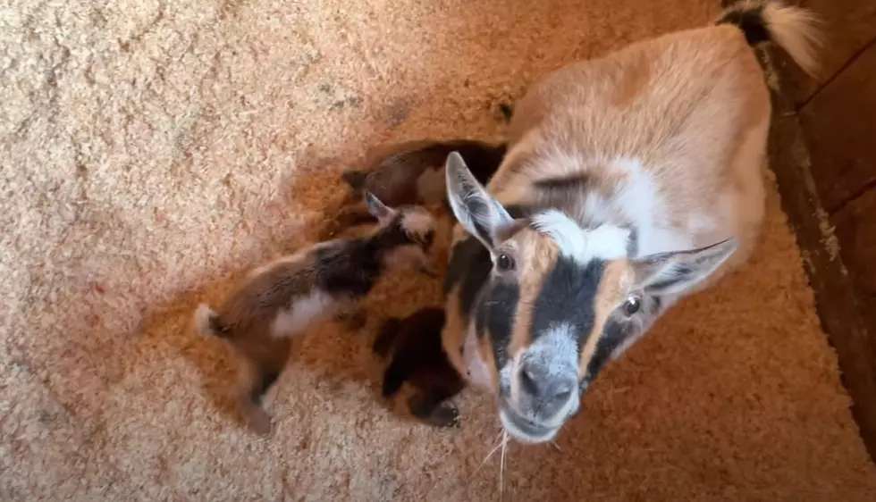 Newborn Baby Goats From Cumberland, Maine Will Melt Your Heart
