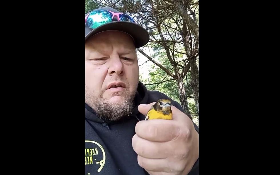 Maine Man Nurses A Bird Found Lying In the Road Back To Health