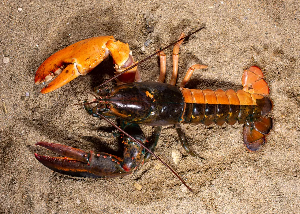 Maine’s UNE Marine Science Center Is Home to Another Incredibly Rare Lobster