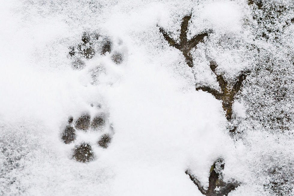A Handy Guide To Help You Figure Out Maine Animal Tracks In Snow