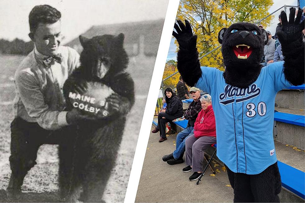 Yes, UMaine Amazingly Used to Have a Real Black Bear Mascot