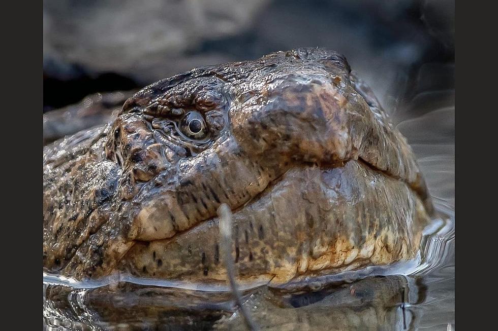 Incredible Images and Video of a Snapping Turtle Here in Maine 