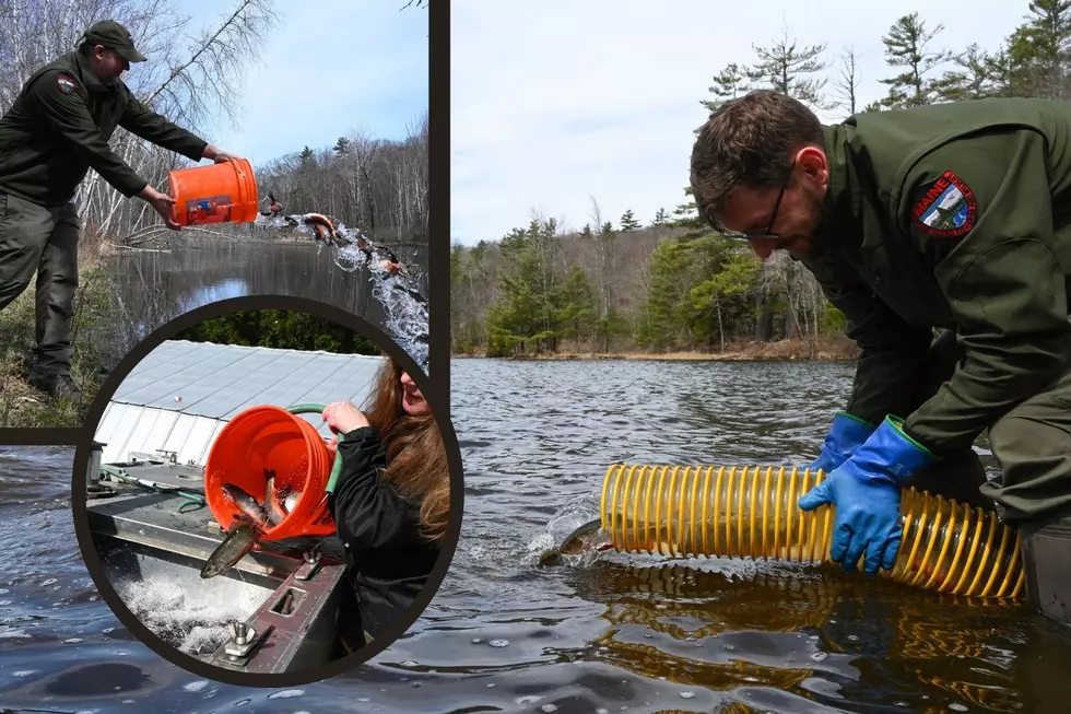 Something Fishy In Maine's Waters, State Restocks Fish Population