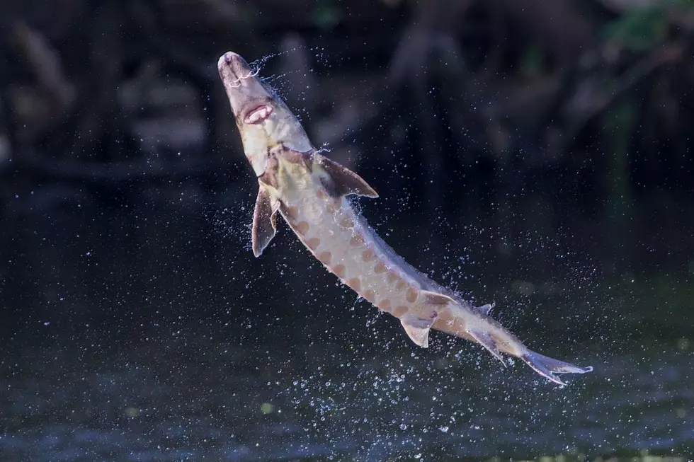 Watch in Awe as Fish Leap Out of the Water in This Maine River