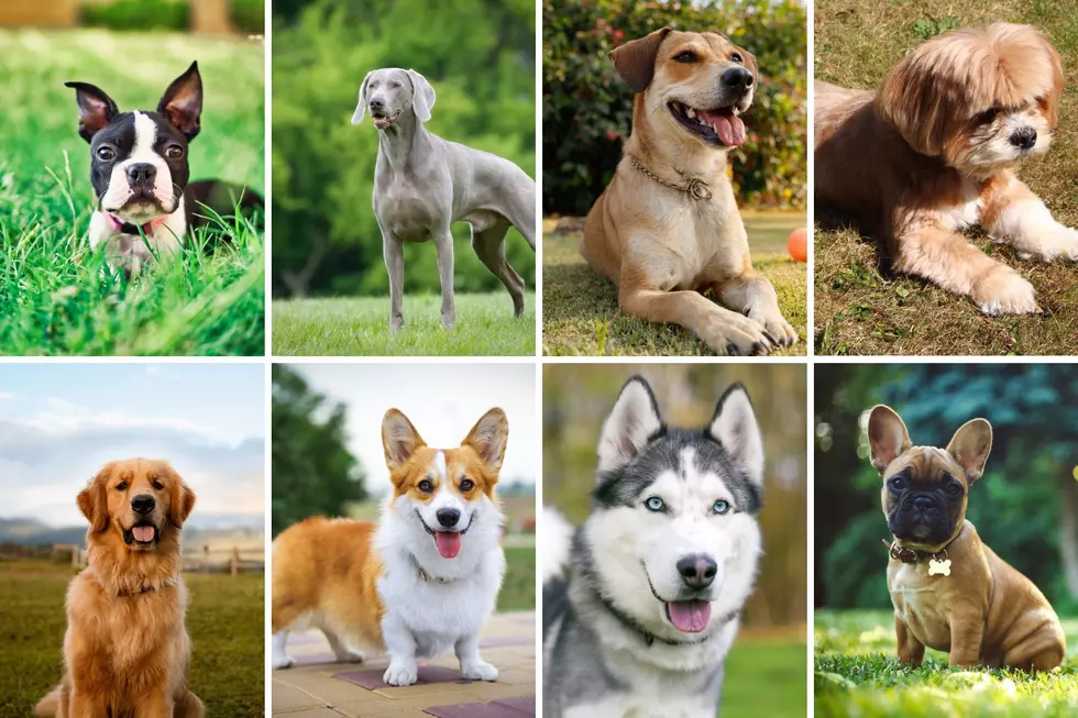 Good Girls & Boys: Mainers Pick Their Favorite Dog Breeds