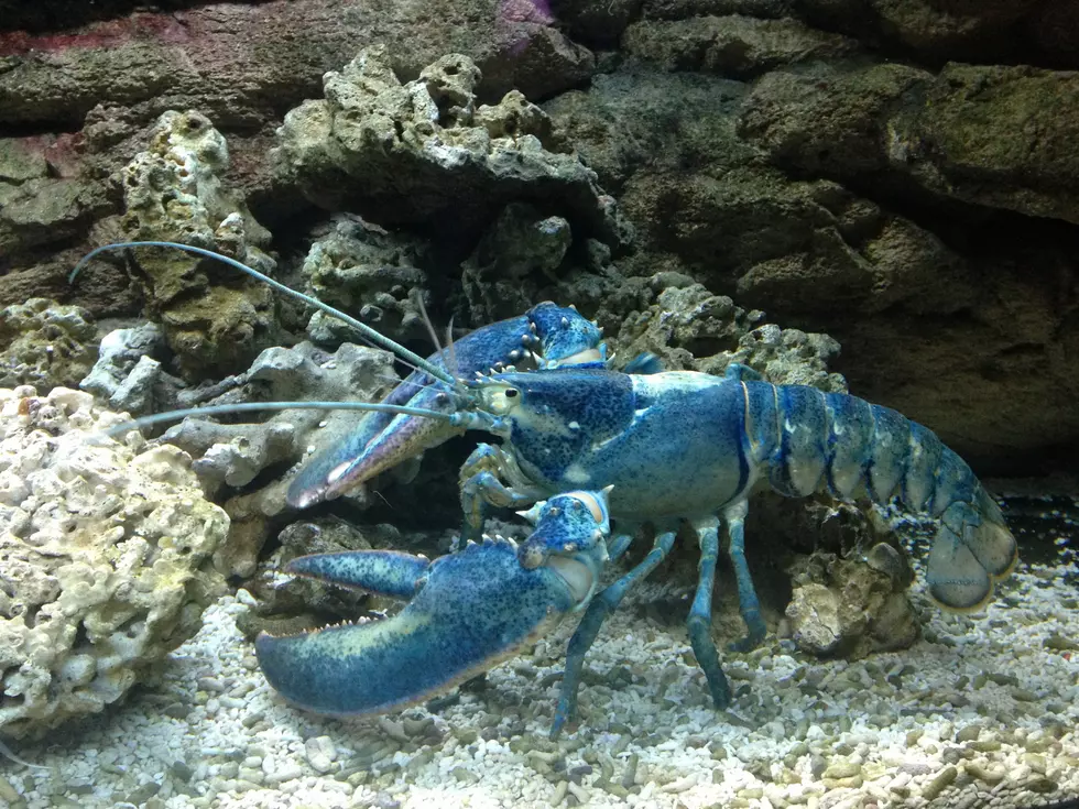 Watch This Incredible Time-Lapse of a Rare Blue Lobster Molting