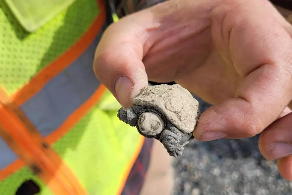 Mainer Helps Tiny Baby Turtle Get to Water After Seeing a &#8216;Small Rock Moving&#8217;