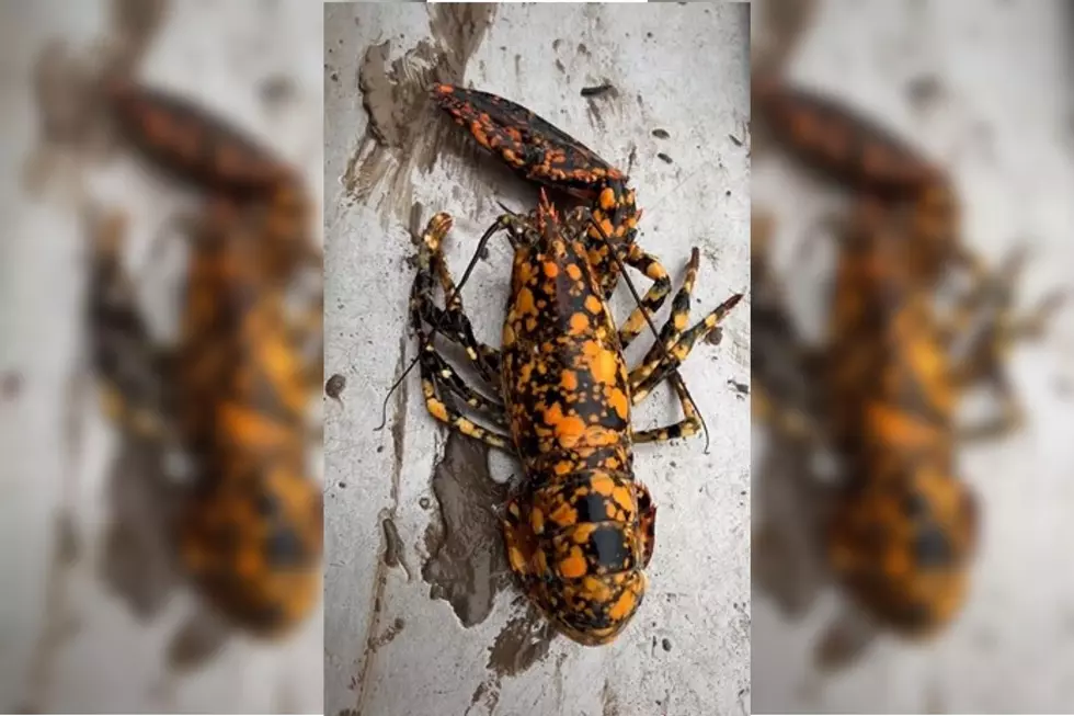 This Rare Yellow and Black Maine Lobster a Perfect Catch for Halloween