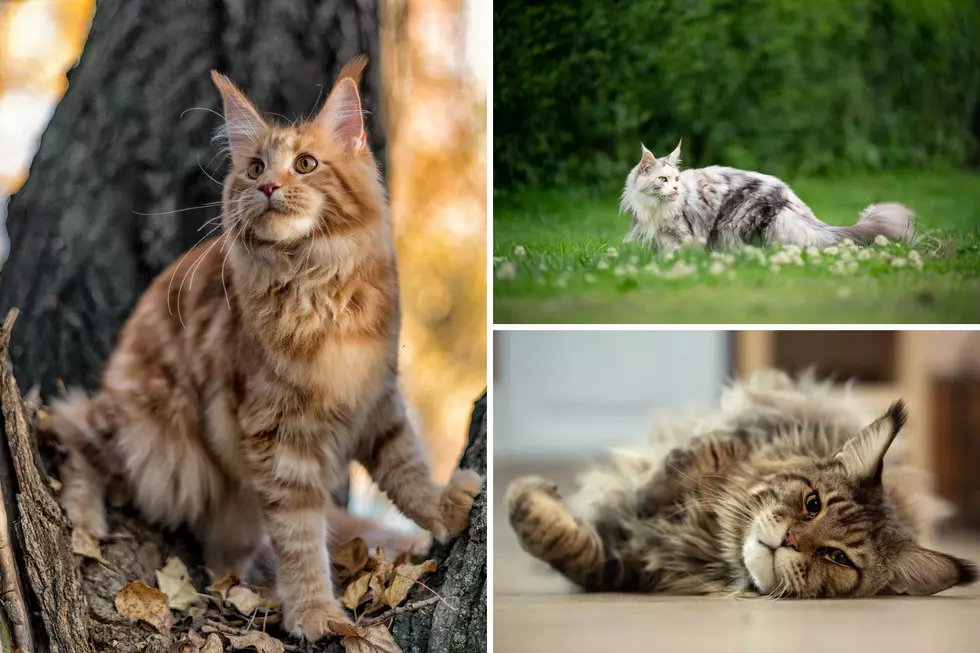 The Fun History of Maine’s Furriest Friend, the Maine Coon Cat