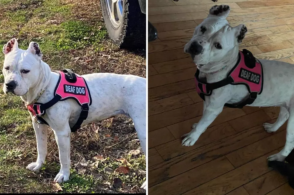 Sweet Deaf Dog Fostered in Maine Is Looking for Her Forever Home 