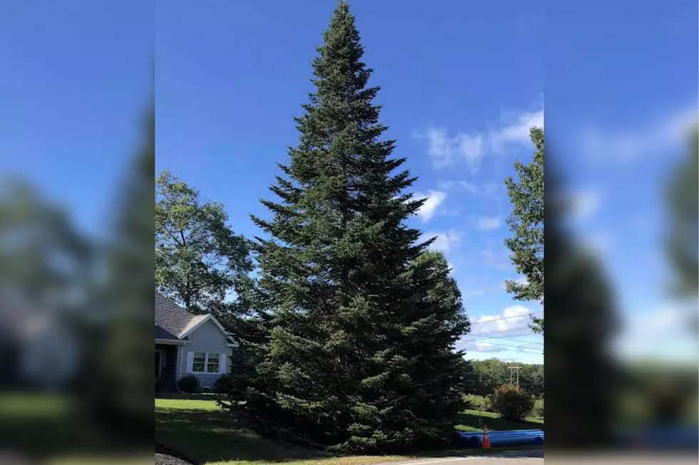 This Huge 40-Foot Christmas Tree Will Soon Be in Monument Square Portland, Maine