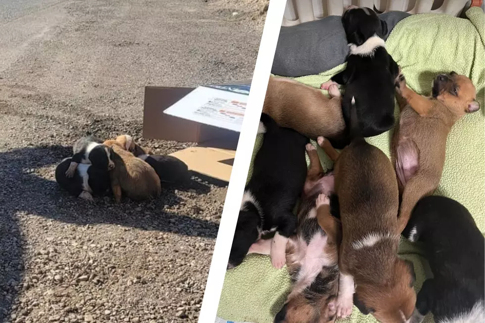 Cute Abandoned 3-Week-Old Puppies Will Head to Maine to Find Forever Homes
