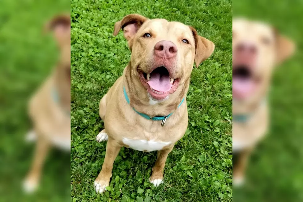 500 Days in a Maine Shelter is Too Long, So Let’s Help This Dog Find a Forever Home