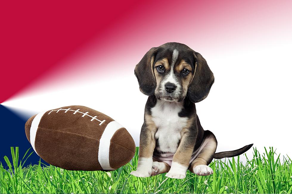 We Want to See Photos of Your Pets With Their 2023 New England Football Pride