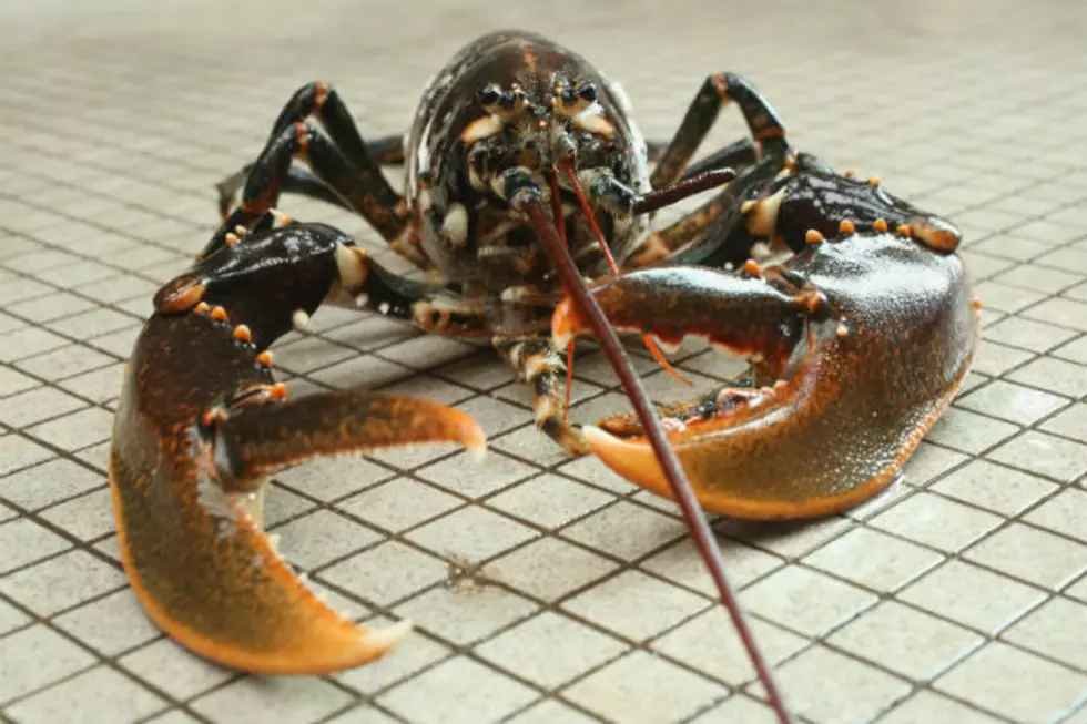 Oxbow Brewing Makes Worldwide Headlines With New Lobster Beer