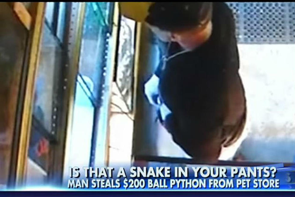 Man Steals Python From Pet Story by Stuffing it Down His Pants [VIDEO]