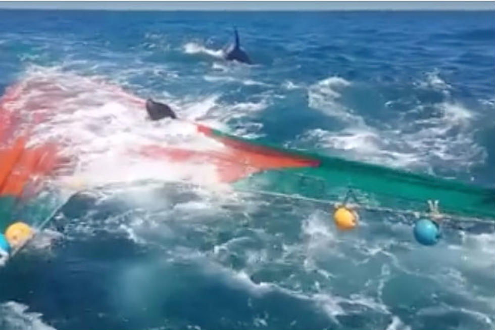WATCH: A Seal Hitches A Ride On A Fishing Boat To Escape Killer Whales’ Wrath