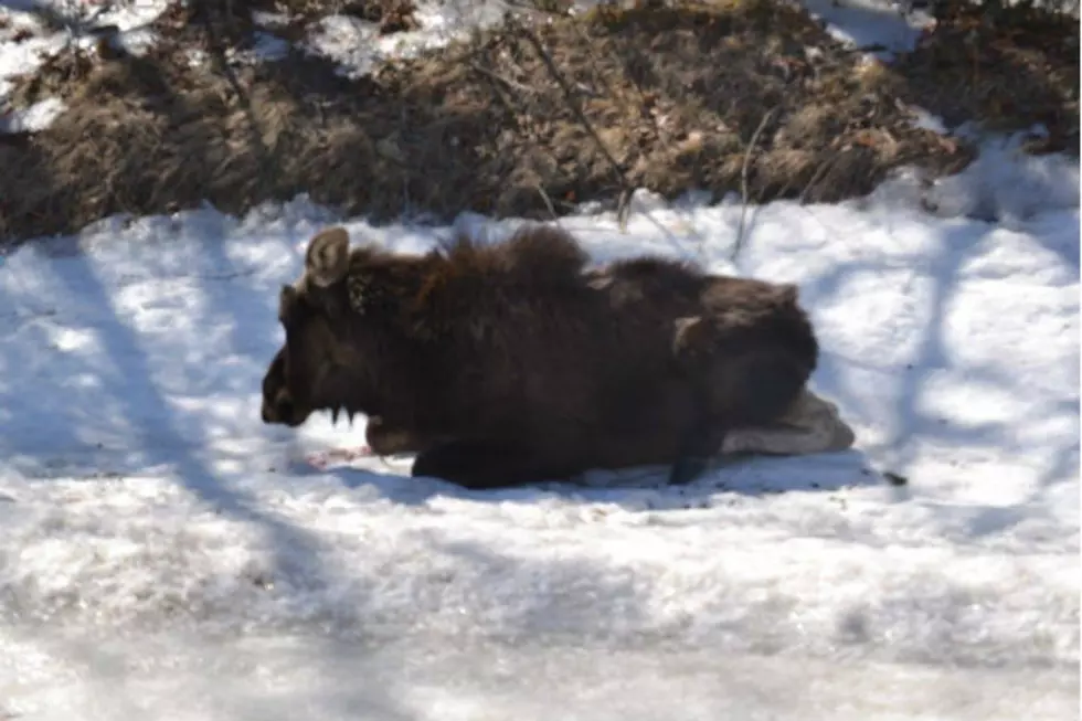 Drunken Moose In Maine Proves Everyone Is Ready For Winter To End